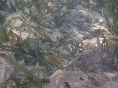 Halichoeres maculipinna