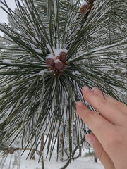 Pinus