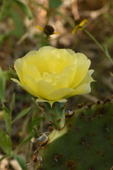 Opuntia gilvescens