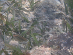 Halichoeres maculipinna