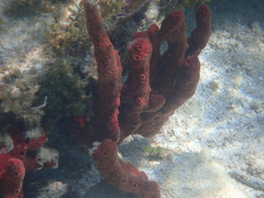 Amphimedon compressa