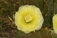 Opuntia gilvescens