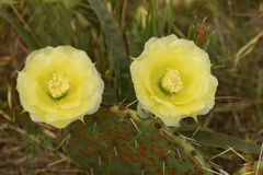 Opuntia gilvescens
