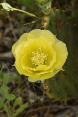 Opuntia gilvescens