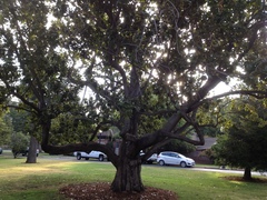 Magnolia grandiflora