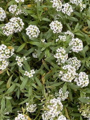 Lobularia