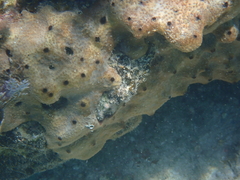 Ircinia felix