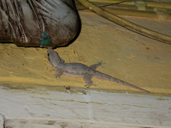 Hemidactylus platyurus