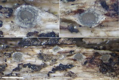 Odontotrema