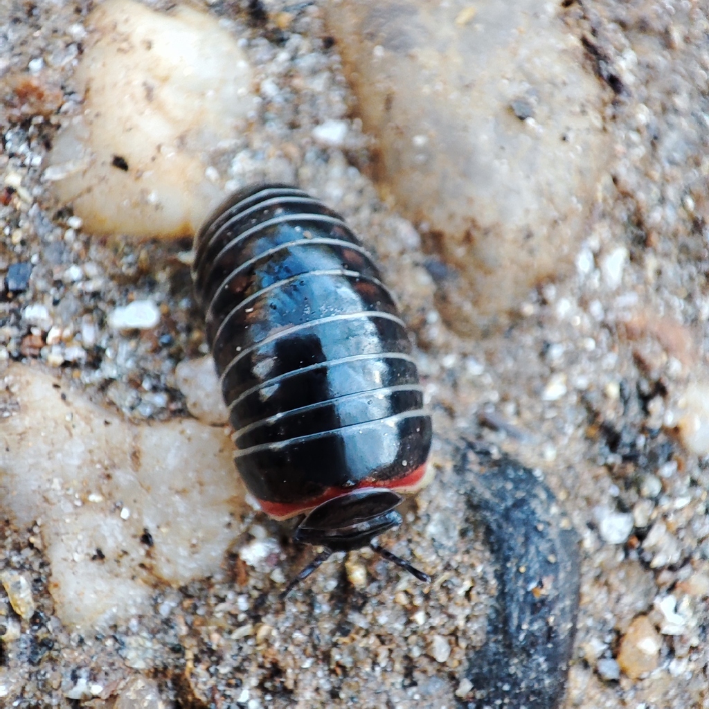 Schismaglomeris