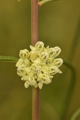 Asclepias stenophylla