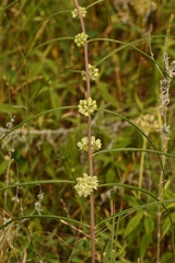 Asclepias stenophylla