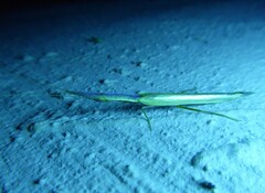 Pyrgomantis rhodesica