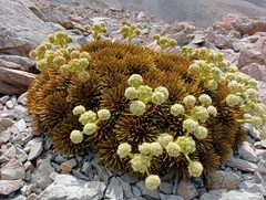 Aciphylla dobsonii