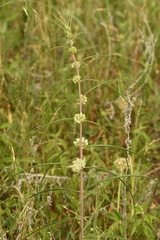 Asclepias stenophylla