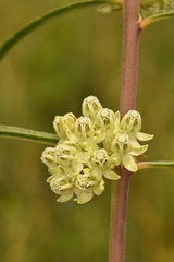Asclepias stenophylla