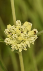 Asclepias stenophylla