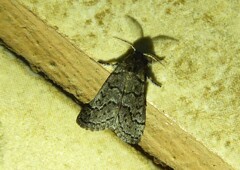 Salvatgea xanthosoma