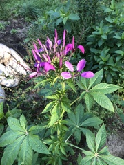 Cleome