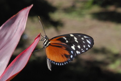 Heliconius hecale