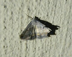 Acantholipes trimeni