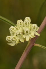 Asclepias stenophylla