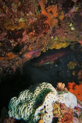 Pempheris multiradiata