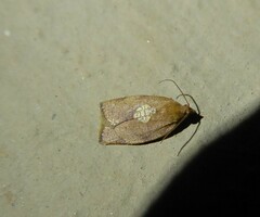 Epichoristodes dorsiplagana