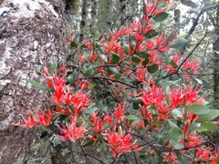 Peraxilla tetrapetala