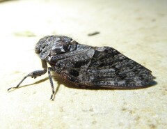 Platypleura techowi
