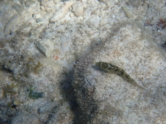 Blenniiformes