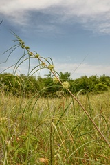 Asclepias stenophylla