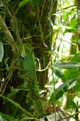 Enyalioides oshaughnessyi