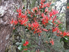 Peraxilla tetrapetala