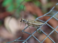 Temnosternus planiusculus