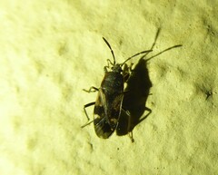 Lanchnophorus singalensis