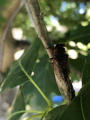 Popplepsalta notialis