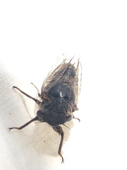 Popplepsalta notialis