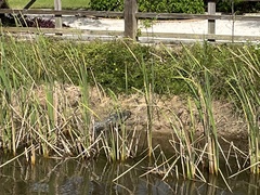 Crocodylus moreletii