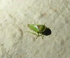 Batracomorphus