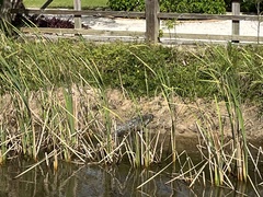 Crocodylus moreletii