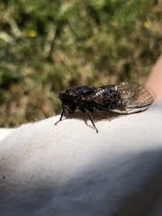 Popplepsalta notialis