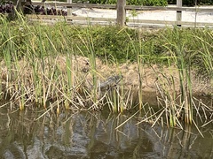 Crocodylus moreletii