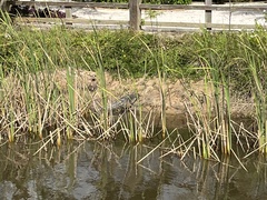 Crocodylus moreletii