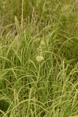 Asclepias stenophylla