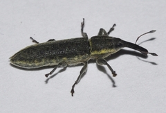 Lixus scolopax