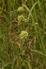 Asclepias stenophylla