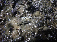 Meghimatium pictum