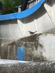 Campylorhynchus griseus