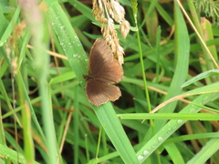 Panyapedaliodes drymaea